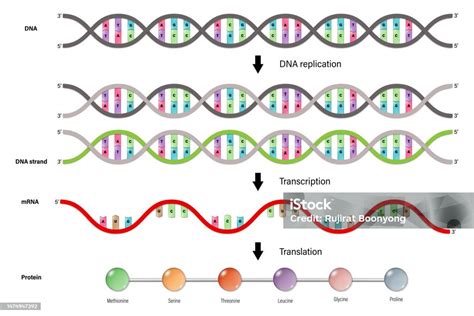 what does transcription result in|Biochemistry, Replication and Transcription.